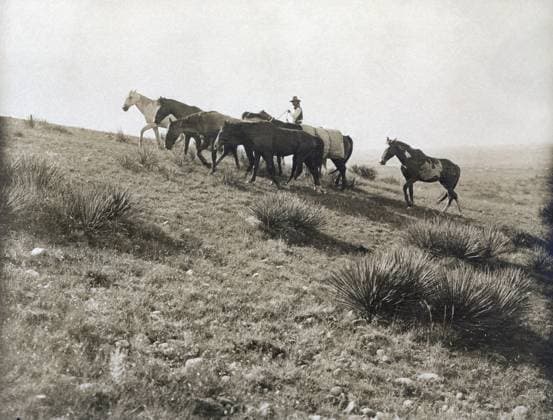 TEXAS: COWBOY, c1907. A cowboy herding several stray horses enroute to the LS Ranch in Texas. Photograph by Erwin Evans Smith, c1907.  Copyright: xGRANGERx xGRANGERx 0124921