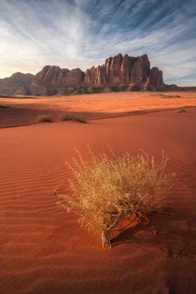 Creative Highlights World Sharp Sandstone Peaks and Lonely Dead Bush in Wadi Rum at Dusk Jordan, Aqaba Governorate, Wadi Rum Village CR_BLYB24032421-1376402-01