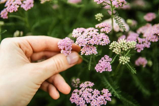 Creative Highlights Symbolbilder Woman holding wild purple flowers . California City, California, United States CR_INCH240321-1376851-01 ,model released, Symbolfoto