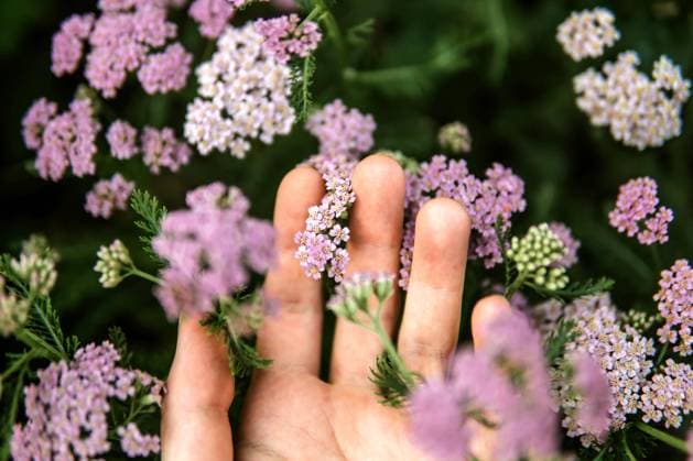Woman holding wild purple flowers . California City, California, United States CR_INCH240321-1376852-01 ,model released, Symbolfoto