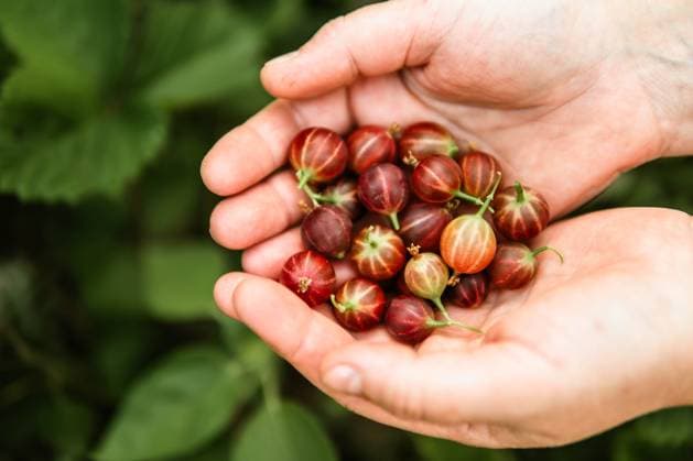 Close-up of a woman s hands holding organic gooseberry California City, California, United States CR_INCH240321-1376854-01 ,model released, Symbolfoto