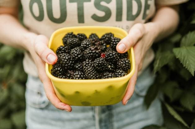 Cropped image of woman harvesting blackberries from plants at fa California City, California, United States CR_INCH240321-1376864-01 ,model released, Symbolfoto