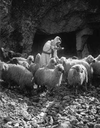 HOLY LAND: SHEPHERD, c1910. A shepherd pouring oil on the head of a sheep, illustrating the 23rd Psalm, Thou anointest my head with oil. Photograph, c1910.  Copyright: xGRANGERx xGRANGERx 0131036