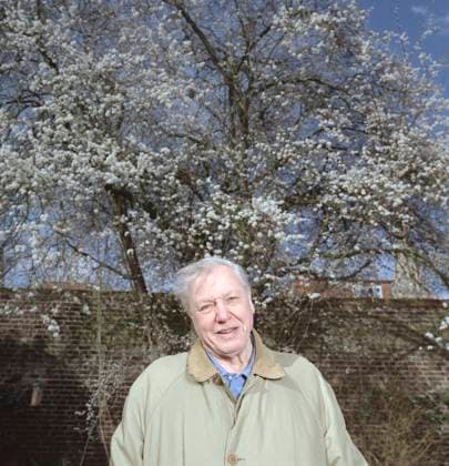 Portrait of Wildlife TV Presenter Sir David Attenborough in the garden of his Ri Portrait of Wildlife TV Presenter Sir David Attenborough in the garden of his Richmond home in April 2004 . Spiros Politis Retna UK Credit all uses * Higher Rates Apply *, Credit:Spiros Politis Avalon 0538160123