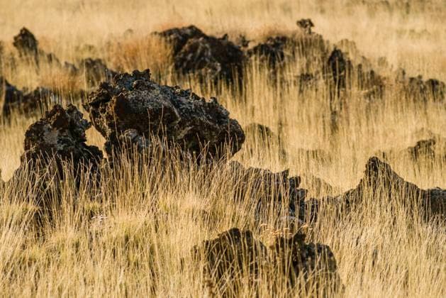 Creative Highlights World Schwarze Lavasteine bilden ein Muster im Gras am Fusse des Vulkan Etna (Ätna) 3357 m, Sizilien, Italien. Am Vulkan Etna im Winter *** Black lava stones form a pattern in the grass at the foot of Etna volcano Etna 3357 m, Sicily, Italy At Etna volcano in winter