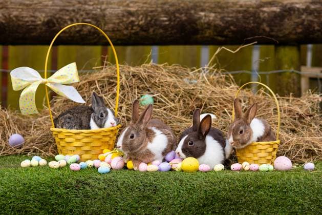Cute rabbits at Will?s Petting Farm in Swansea, Wales get into the Easter spirit as Easter Bunnies Where: Swansea, Wales, United Kingdom When: 26 Mar 2024 Credit: Joann Randles Cover Images EDITORIAL USE ONLY. NOT FOR USE BY NEWSPAPERS BASED IN THE UK. Copyright: xx 53532559