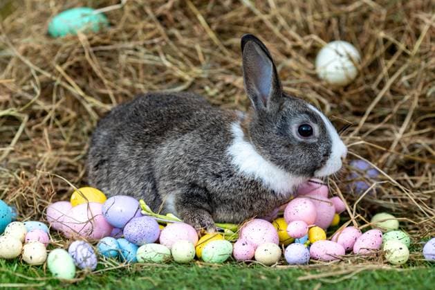 Cute rabbits at Will?s Petting Farm in Swansea, Wales get into the Easter spirit as Easter Bunnies Where: Swansea, Wales, United Kingdom When: 26 Mar 2024 Credit: Joann Randles Cover Images EDITORIAL USE ONLY. NOT FOR USE BY NEWSPAPERS BASED IN THE UK. Copyright: xx 53532577
