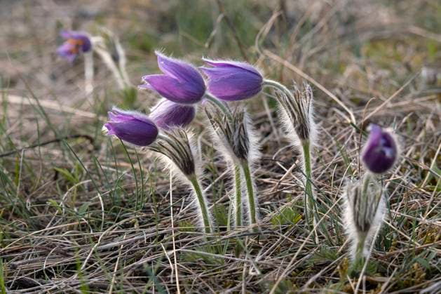 Kuhschellen, Pulsatilla vulgaris *** Cowbells, Pulsatilla vulgaris 1065534610