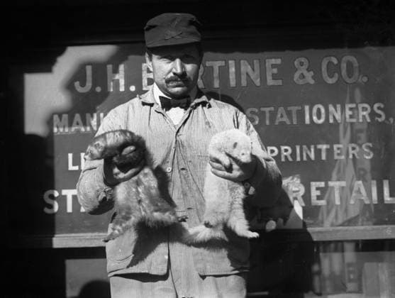 NEW YORK: RAT CATCHER, c1908. A rat catcher holding ferrets, used to hunt rats in New York City buildings. Photograph, c1908.  Copyright: xGRANGERx xGRANGERx 0323430