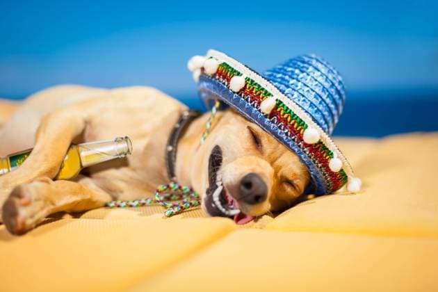 drunk chihuahua dog having a siesta with crazy and funny silly face Copyright: xJavierxBroschx xDesignxPicsx , 32546908 Copyright: JavierxBroschx xDesignxPics 32546908 !ACHTUNG AUFNAHMEDATUM GESCHÄTZT! RECORD DATE NOT STATED
