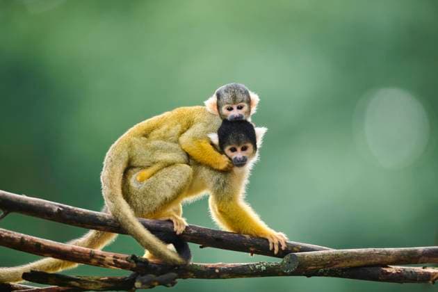  Gewöhnlicher Totenkopfaffe (Saimiri sciureus), Mutter mit ihrem Jungtier, captive, Verbreitung Südamerika *** Usual Squirrel monkey Saimiri sciureus , Mother with their Young animal, captive, Distribution South America Copyright: imageBROKER/Davidx&xMichaxSheldon ibxshe10390494.jpg