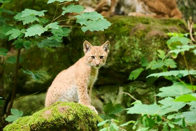 Creative Highlights World Europäischer Luchs (Lynx lynx) sitzend im Wald, Bayern, Deutschland, Europa *** European Lynx Lynx Lynx sitting at Forest, Bavaria, Germany, Europe Copyright: imageBROKER/Davidx&xMichaxSheldon ibxshe10390800.jpg