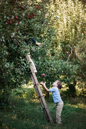 Little boy reaching for apple in sunny orchard Ellijay, Georgia, United States CR_RCYA240326-1376627-01 ,model released, Symbolfoto