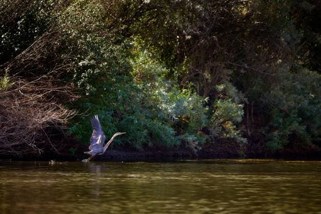 Creative Highlights World Blue heron flying over lake in forest Salmon, Idaho, United States R_JAJEES240325-1377530-01