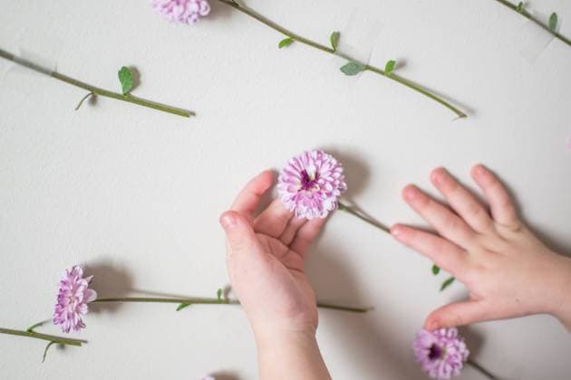 Creative Highlights Symbolbilder Toddler hands holding purple mum flower with flowers taped to a wall Syracuse, Utah, United States R_WMWJ211219-887429-01