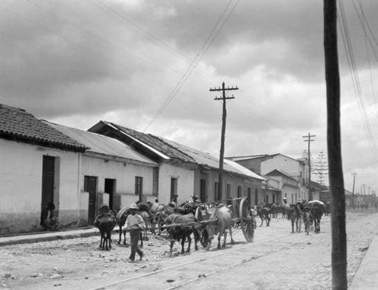 LATIN AMERICA, c1920. Men and cattle on a street in a rural town in Cuba or Guatemala. Photograph by Arnold Genthe, c1920.  Copyright: xGRANGERx xGRANGERx 0528336