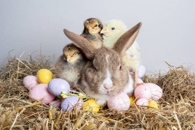 Best friends already, it?s all about the adorable Easter baby animals at Will?s Petting Farm, Swansea. The newborn chicks, ducklings and rabbits have been born just in time for Easter Weekend. Where: Swansea, Wales, United Kingdom When: 27 Mar 2024 Credit: Joann Randles Cover Images EDITORIAL USE ONLY. NOT FOR USE BY NEWSPAPERS BASED IN THE UK. Copyright: xx 53601862