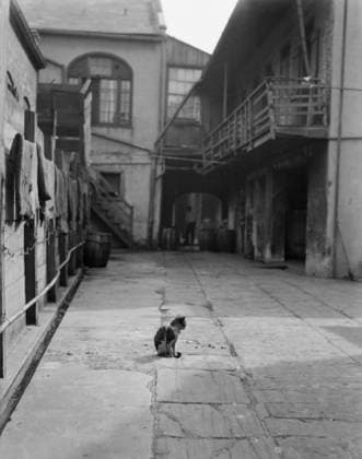 NEW ORLEANS: COURTYARD. Courtyard with a cat in New Orleans, Louisiana. Photograph by Arnold Genthe, c1923.  Copyright: xGRANGERx xGRANGERx 0634228