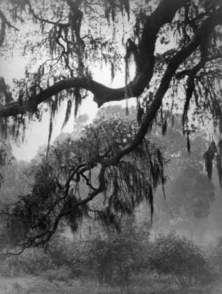 NEW ORLEANS: SPANISH MOSS. Spanish moss hanging from trees in New Orleans, Louisiana. Photograph by Arnold Genthe, c1922.  Copyright: xGRANGERx xGRANGERx 0636655