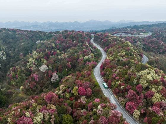 News Themen der Woche KW13 News Bilder des Tages Tourists Enjoy Blooming Rhododendrons in Bijie Tourists are enjoying blooming rhododendrons on a sightseeing bus at the Rhododendrons scenic spot in Bijie, Southwest China s Guizhou province, on March 27, 2024. Bijie Guizhou China  Copyright: xCFOTOx originalFilename: cfoto-tourists240328_np5L6.jpg