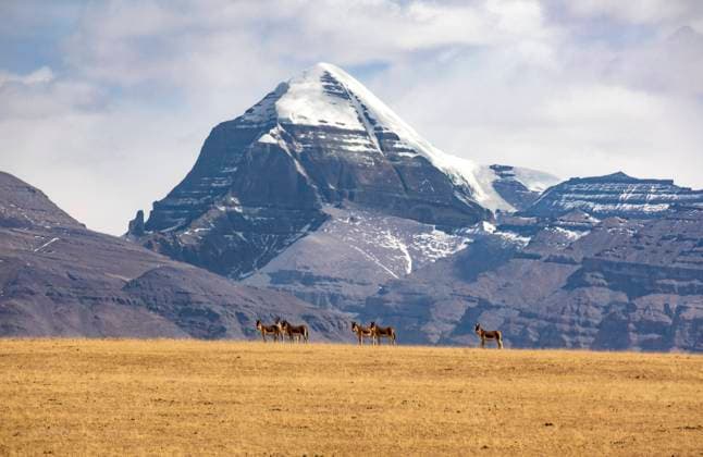Creative Highlights World NGARI, CHINA - MARCH 29: A herd of The Kiang, or Tibetean Wild Ass (Equus kiang), forage near a snow mountain on March 29, 2024 in Ngari Prefecture, Xizang Autonomous Region of China.  Copyright: xVCGx 111488175130