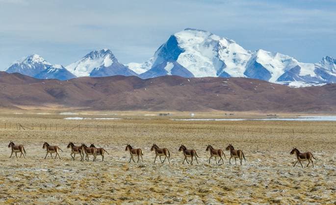 Bilder des Jahres 2024, News 03 März News Themen der Woche KW13 News Bilder des Tages (240329) -- BURANG, March 29, 2024 -- A drone photo taken on March 29, 2024 shows Tibetan wild donkeys in Burang County, southwest China s Xizang Autonomous Region. (Photo by Xinhua) CHINA-XIZANG-BURANG-WILD DONKEYS (CN) LiuxXiaodong 