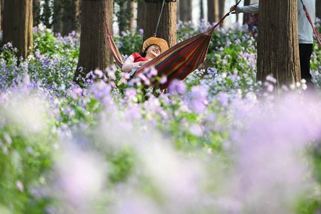 News Themen der Woche KW13 (240330) -- JINHU, March 30, 2024 -- Tourists relax amid flowers at Jinhu water forest scenic spot in Jinhu County, east China s Jiangsu Province, March 30, 2024. ) CHINA-JIANGSU-JINHU-METASEQUOIA FOREST PARK (CN) JixChunpeng 