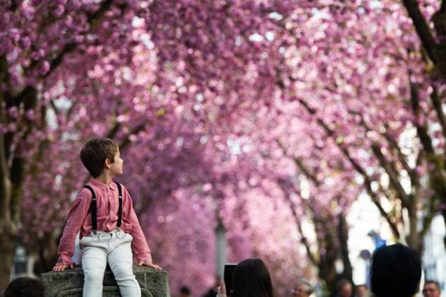 Cherry Blossom In Bonn A young boy is walking through the old town of Bonn, Germany, during the cherry blossom season on March 31, 2024. Bonn Germany  Copyright: xYingxTangx originalFilename: tang-notitle240331_np7FD.jpg
