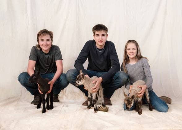 Three siblings with their lambs. Clearwater, Minnesota, United States R_RDOL240331-1382550-01 ,model released, Symbolfoto