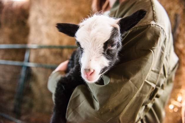Close up of black and white lamb being held. Clearwater, Minnesota, United States CR_RDOL240331-1382432-01