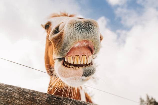 Close up shot of a horses mouth smiling with big teeth Missoula, Montana, United States R_VBED240329EB-1380118-01