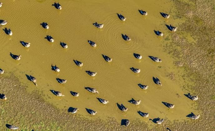 Creative Highlights World Luftbild, Gänse beim Baden in einer Wasserpfütze auf einer Wiese neben dem Hansenhof, Bislich, Wesel, Nordrhein-Westfalen, Deutschland !ACHTUNGxMINDESTHONORARx60xEURO! *** Aerial view, geese bathing in a puddle of water on a meadow next to the Hansenhof, Bislich, Wesel, North Rhine-Westphalia, Germany ATTENTIONxMINDESTHONORARx60xEURO