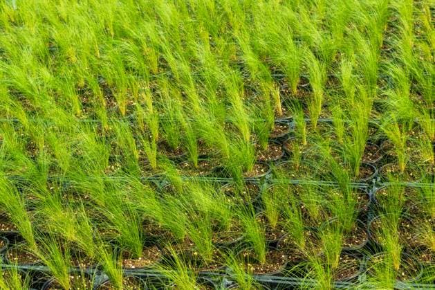 ziergras,mexikanisches federgras ** ornamental grass,mexikanisches federgras 3ro-imq