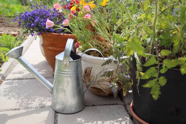 gießkanne,topfpflanze,giesskanne,giesskannen,gießkannen,sprenger,pflanze,pflanzen,topfpflanzen ** watering can,potted plant,watering cans,potted plants 4pk-ga1