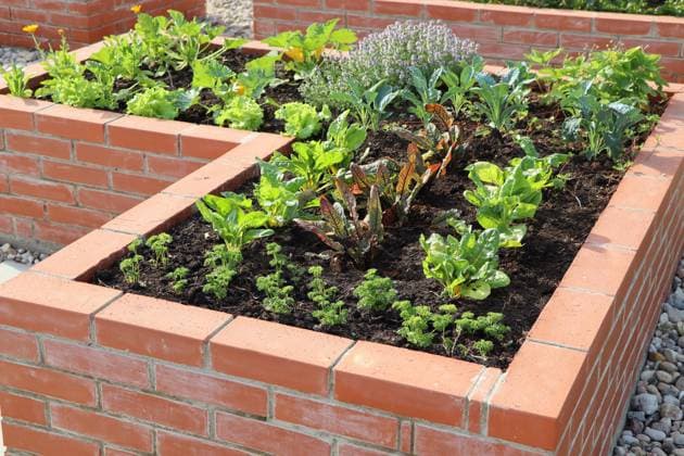 IMAGO Creative: Garten, Anbau im Hochbeet gartenbeet,gemüsebeet,hochbeet,beet,beete,gartenbeete,gemüsebeete ** flower bed,vegetable garden,raised bed,flower beds,vegetable gardens,raised beds 4pk-ge8