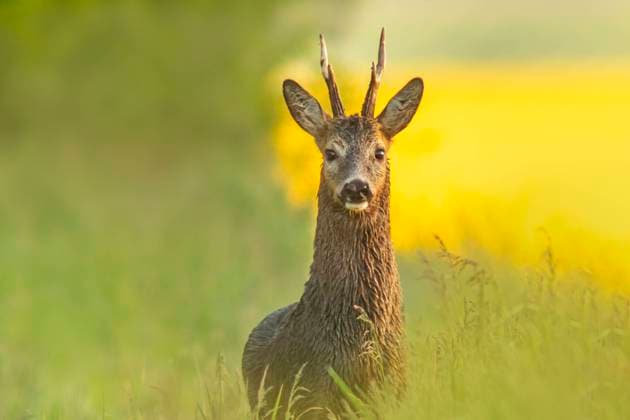 hirsch,hirsche ** deer,deers,roe deer,stag 4yp-fm2