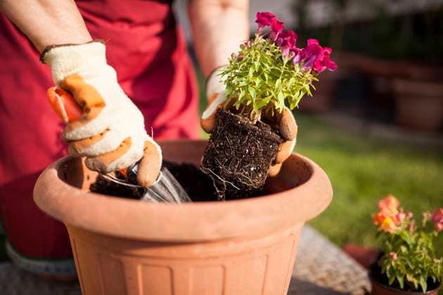 gartenarbeit,gärtnern,einpflanzen,anpflanzen,bewirtschaften,einsetzen,implantieren,kultivieren,pflanzen ** gardening,planting,plant care,tending of plants,grafting 539-mf0