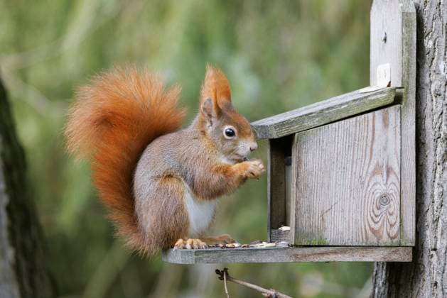 Europaeisches Eichhoernchen, Eurasisches Eichhoernchen, Eichhoernchen (Sciurus vulgaris), im Winterfell, frisst am Futterhaus, braune Morphe, Deutschland, Bayern European red squirrel, Eurasian red squirrel (Sciurus vulgaris), in winter coat, feeding at a feeder, brown morph, Germany, Bavaria BLWS705940 *** european Eichhoernchen, Eurasian Eichhoernchen, Squirrels Sciurus vulgaris , at Winter coat, eats on Feed house, brown Morphe, Germany, Bavaria European Red squirrel, EURASIAN Red Squirrel Sciurus vulgaris , in Winter coat, Feeding AT a feeder, Brown morph, Germany, Bavaria BLWS705940 Copyright: xblickwinkel A.xHartlx