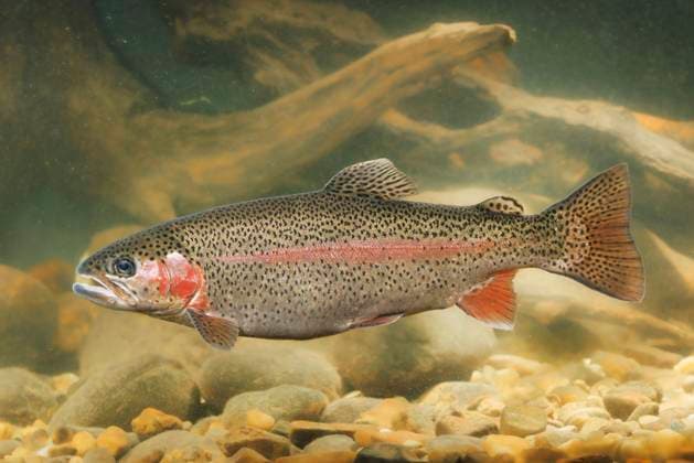 Creative Highlights World Regenbogenforelle, Regenbogen-Forelle (Oncorhynchus mykiss, Salmo gairdneri), schwimmender Rogner vor Totholz, Seitenansicht rainbow trout (Oncorhynchus mykiss, Salmo gairdneri), swimming spawner in front of dead wood, side view BLWS705949 *** Rainbow trout, Rainbow Trout Oncorhynchus mykiss, Salmo gairdneri , Floating Rogner before Deadwood, Side view Rainbow Trout Oncorhynchus mykiss, Salmo gairdneri , Swimming spawner in Front of Dead wood, Side View BLWS705949 Copyright: xblickwinkel A.xHartlx