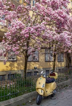 IMAGO Creative, Lifestyle, Frühling in der Stadt Motorroller vor einem prächtig blühender Baum in Schwabing, München, Bayern, Deutschland Motorroller vor einem prächtig blühender Baum in Schwabing, München, Bayern, Deutschland *** Scooter in front of a beautiful blossoming tree in Schwabing, Munich, Bavaria, Germany Scooter in front of a beautiful blossoming tree in Schwabing, Munich, Bavaria, Germany