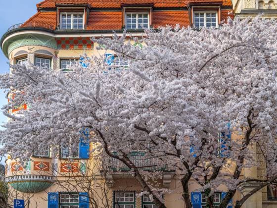IMAGO Creative, Lifestyle, Frühling in der Stadt Prächtig blühender Baum vor einer schönen alten Villa in Schwabing, München, Bayern, Deutschland Prächtig blühender Baum vor einer schönen alten Villa in Schwabing, München, Bayern, Deutschland *** Magnificent blossoming tree in front of a beautiful old villa in Schwabing, Munich, Bavaria, Germany Magnificent blossoming tree in front of a beautiful old villa in Schwabing, Munich, Bavaria, Germany