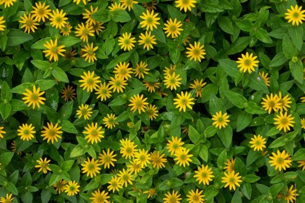 husarenknopf,asteraceae,korbblütler,miniatursonnenblume,sanvitalia procumbens ** sanvitalia procumbens la9-lx9