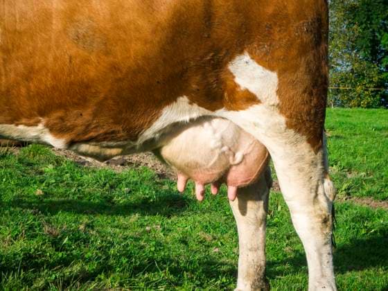milchkuh,euter,kuh,kühe,milchkühe ** dairy cattle,udder,dairy cattles,udders lj3-kax