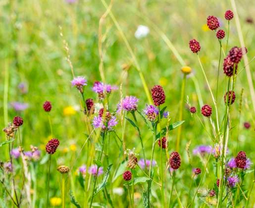 großer wiesenknopf ** great burnet n9a-pqx