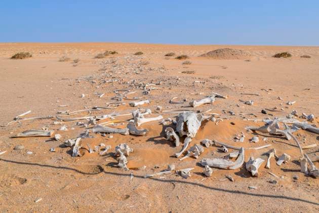 Creative Highlights World namibwüste,tierknochen,namib ** namib desert,tierknochen,namib deserts n9a-pvr