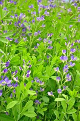 Indigolupine (Baptisia australis) - Blue wild indigo (Baptisia australis) Indigolupine (Baptisia australis) - Blue wild indigo (Baptisia australis) Copyright: xZoonar.com RobertxBiedermannx 11405850