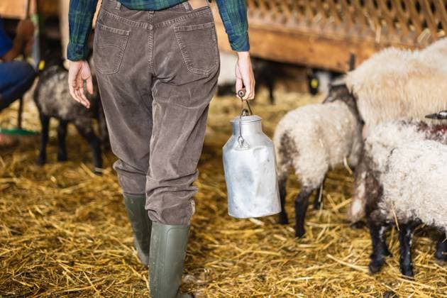 milchkanne,schafe,landwirtin,kanne,kannen,milchkannen,schaf,bauer,bauern,bäuerin,bäuerinnen,landwirt,landwirte ** milk canister,sheep,farmer,milk canisters,sheeps,farmers 539-pbs ,model released, Symbolfoto