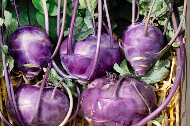 Kohlrabi, Oberkohlrabi, Oberruebe, Ruebkohl, Staengelruebe (Brassica oleracea convar. acepala var. gongylodes, Brassica oleracea var. gongylodes), lila Kohlrabis auf Stroh Kohl rabi, German turnip, turnip cabbage (Brassica oleracea convar. acepala var. gongylodes, Brassica oleracea var. gongylodes), purple kohlrabis on straw BLWS707189 *** Kohlrabi, Top kohlrabi, Oberruebe, Ruebkohl, staengelruebe Brassica oleracea convar acepala Var gongylodes, Brassica oleracea Var gongylodes , purple Kohlrabis at Straw Kohl rabi, German turnip, turnip Cabbage Brassica oleracea convar acepala Var gongylodes, Brassica oleracea Var gongylodes , Purple Kohlrabis ON Straw BLWS707189 Copyright: xblickwinkel Steidix