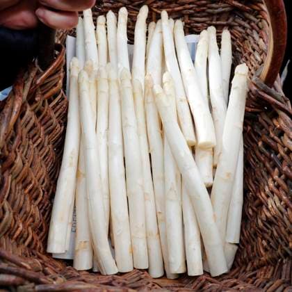 IMAGO Creative: Food, Spargel bei der Eroeffnung der Beelitzer Spargelsaison 2024 auf dem Winkelmann Spargel- und Erlebnishof in Klaistow. *** at the opening of the 2024 Beelitz asparagus season at Winkelmann Spargel und Erlebnishof in Klaistow