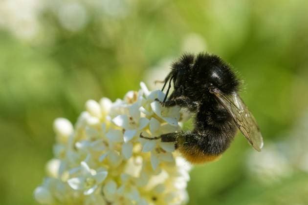 nektar,erdhummel,steinhummel,bombus lapidarius ** nectar,bumble-bee,red-tailed bumblebee,nectars,bumble-bees kb0-hr2